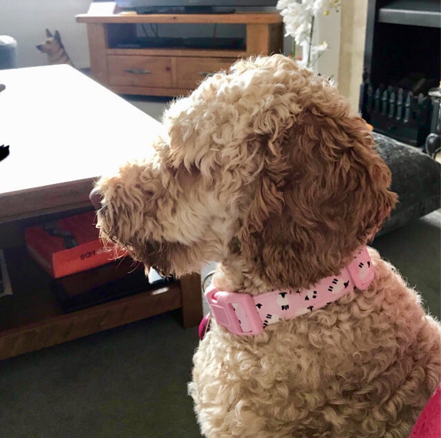 Spring Lambs in Pink Dog Collar